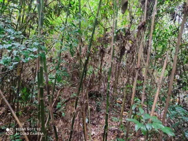 174.240M2 / ESTRADA DO CERNE / IDEAL INVESTIDORES