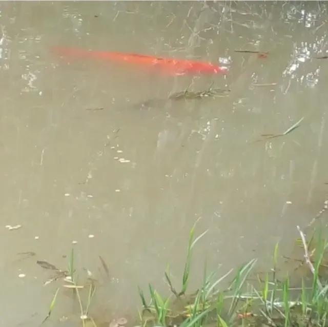 206.533 M2 / REBOUÇAS-PR / 400 METROS ASFALTO