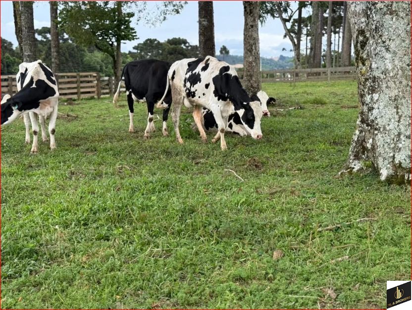 206.533 M2 / REBOUÇAS-PR / 400 METROS ASFALTO