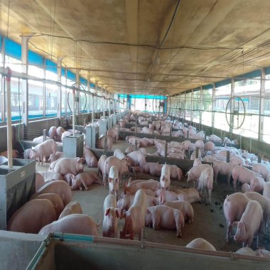 30.000M2/GRANJA  MATRIZ SUÍNOS/IDEAL INVESTIDORES