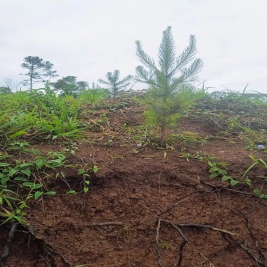 420.000m2/17.3 ALQUEIRES/PINUS E EUCALIPTO/IDEAL INVESTIDORES