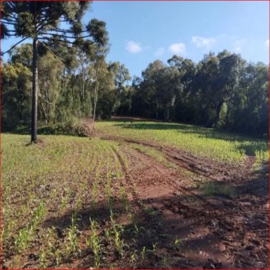 24.200M2/75% PLANTAÇÃO/ACEITA PERMUTA CASA PRAIA/IDEAL INVESTIDORES