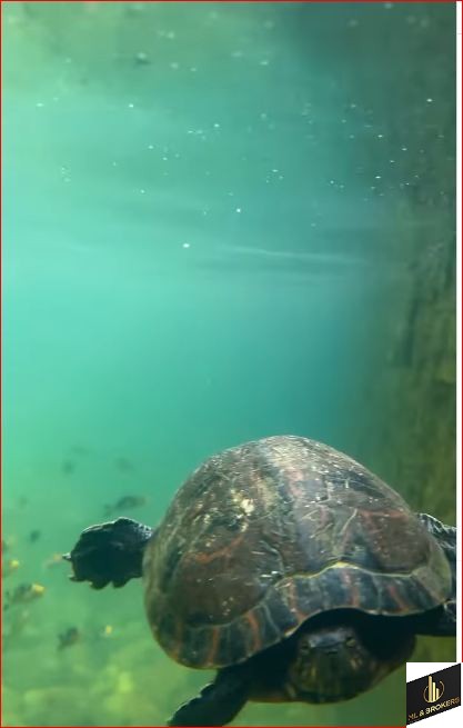 CHACARA 40.000M2/NOVA TRENTO/CASA 510M2/IDEAL INVESTIDORES