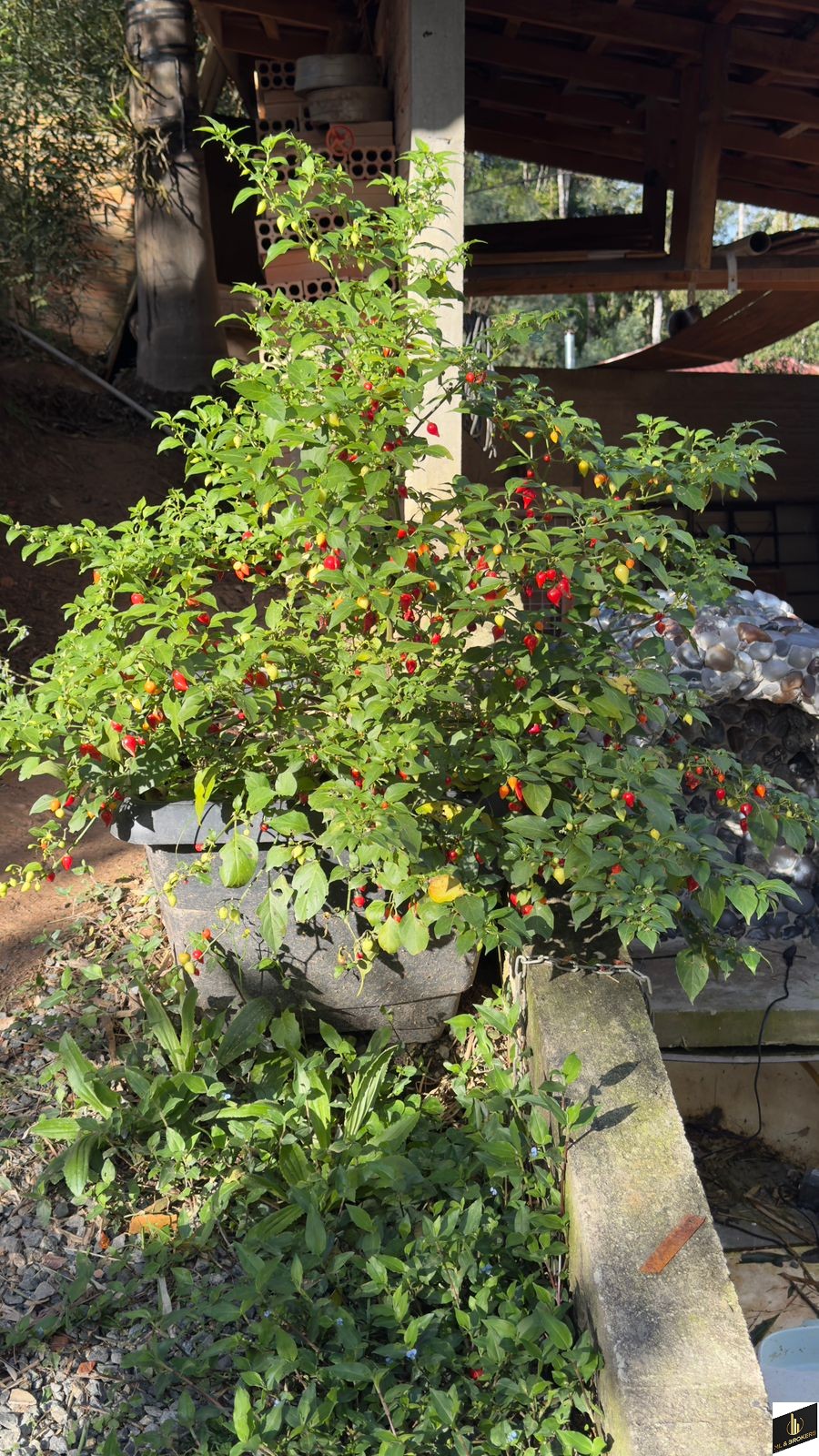 CONDOMINIO FECHADO/4.801M2/100% ASFALTO/PERTO CAMPO LARGO/ESTRADA ITAMBE